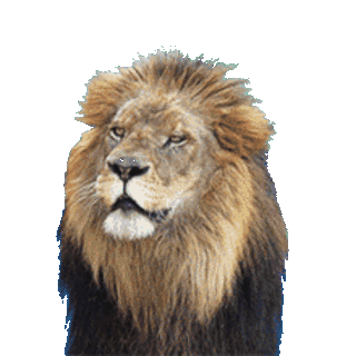 Gif animé lion de secoue